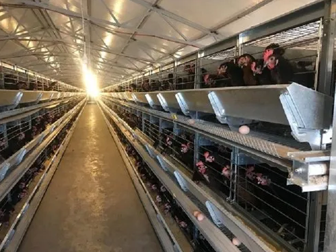 La estructura de múltiples niveles permite a los agricultores maximizar el espacio, haciendo la recolección de huevos más eficiente