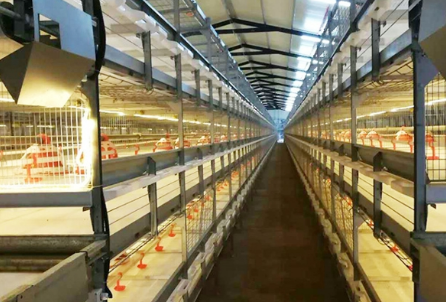 Introducción detallada de las jaulas para pollos de engorde que se han utilizado en la industria del huevo durante más de 50 años