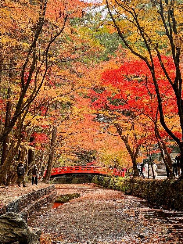 Japan Revises the Travel Services Act, Introducing a Credit Scoring System for Chinese-Speaking Tour Guides