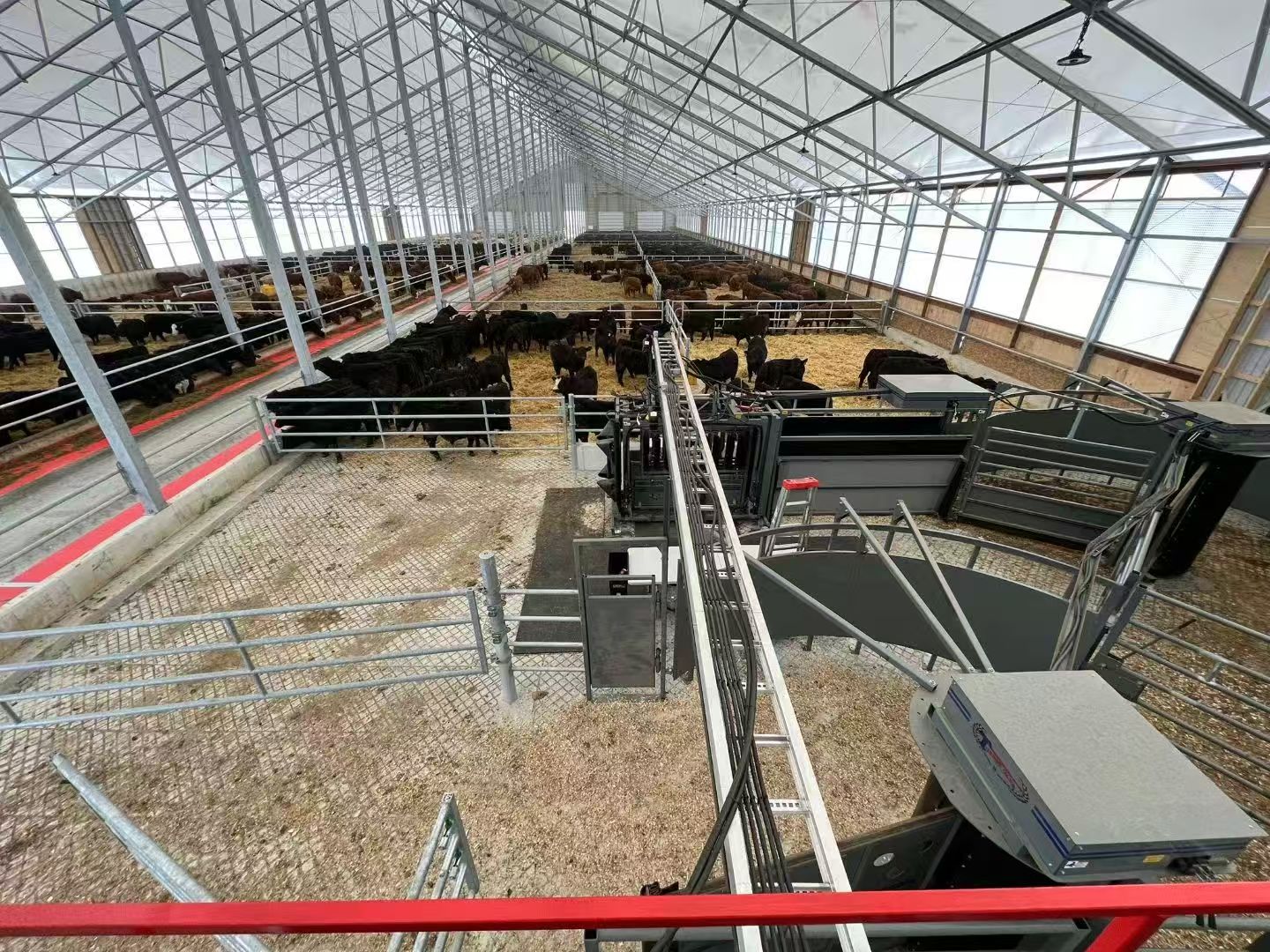 Steel Structure Cattle Shed / Cow Barn (Customizable)/Commercial Beef Cattle Housing