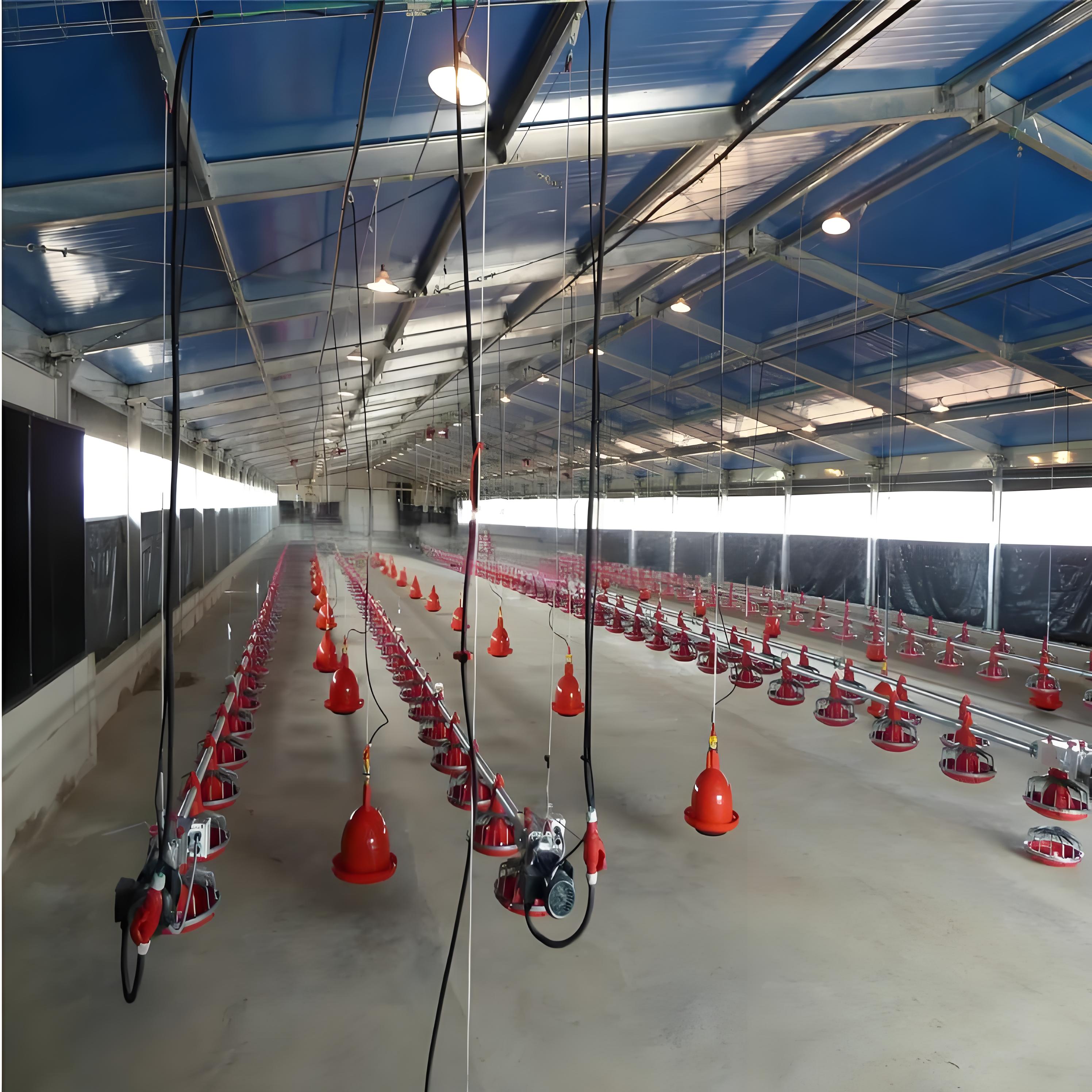 chicken poultry  Egg-laying chicken breeding factory building
