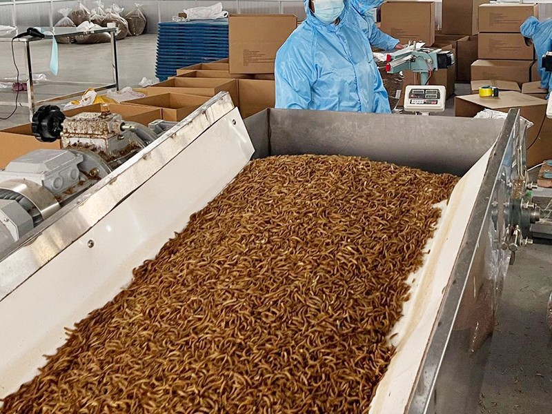 The breeding methods and nutritional value of mealworms The breeding methods and nutritional value of mealworms