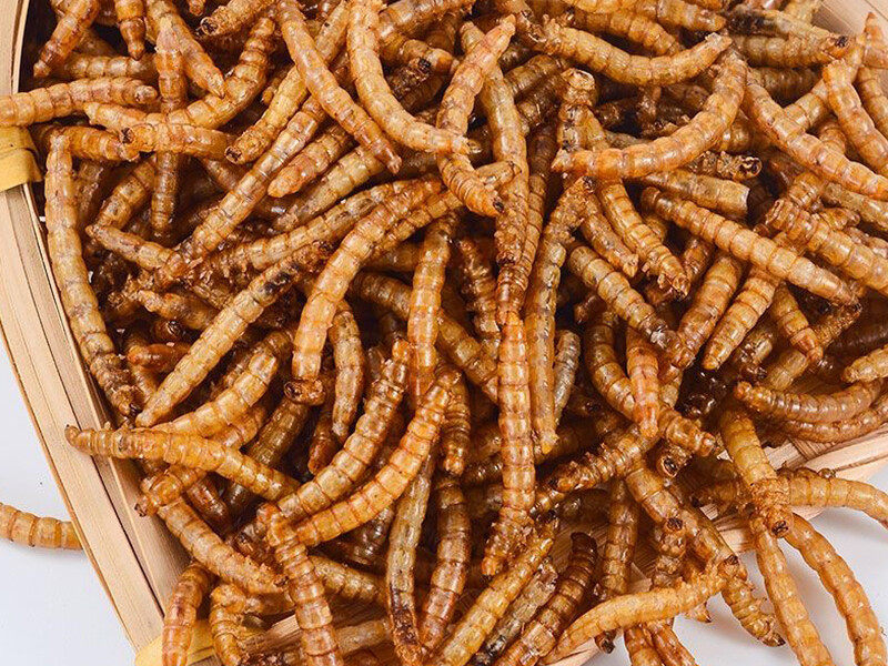 High Protein Dried Yellow Mealworm for Pet Food