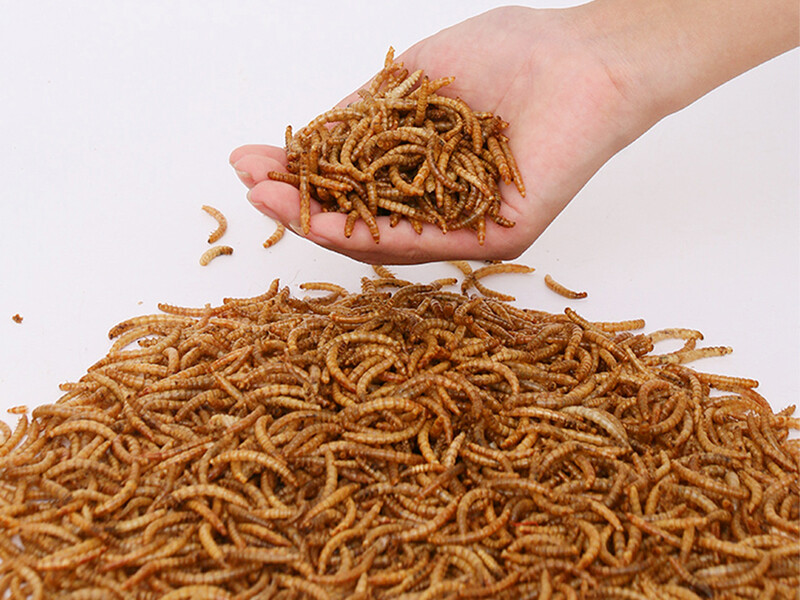 Dried Mealworms for Wild Birds/Fish/Pets/Chicken Feed Dried Mealworms for Wild Birds/Fish/Pets/Chicken Feed