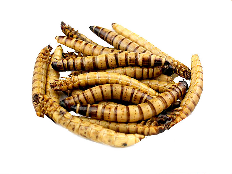 Freeze Dried MealWorms Freeze Dried MealWorms