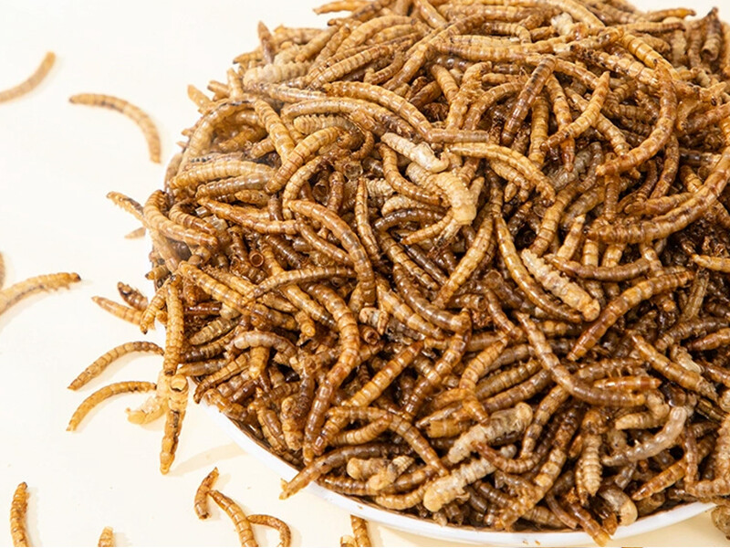Mealworm Protein Powder