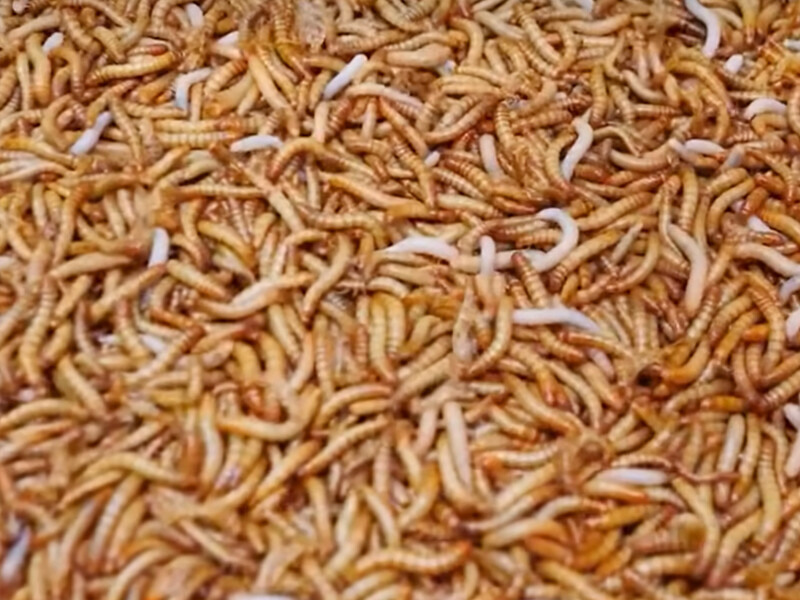 Yellow Mealworm Exuviae