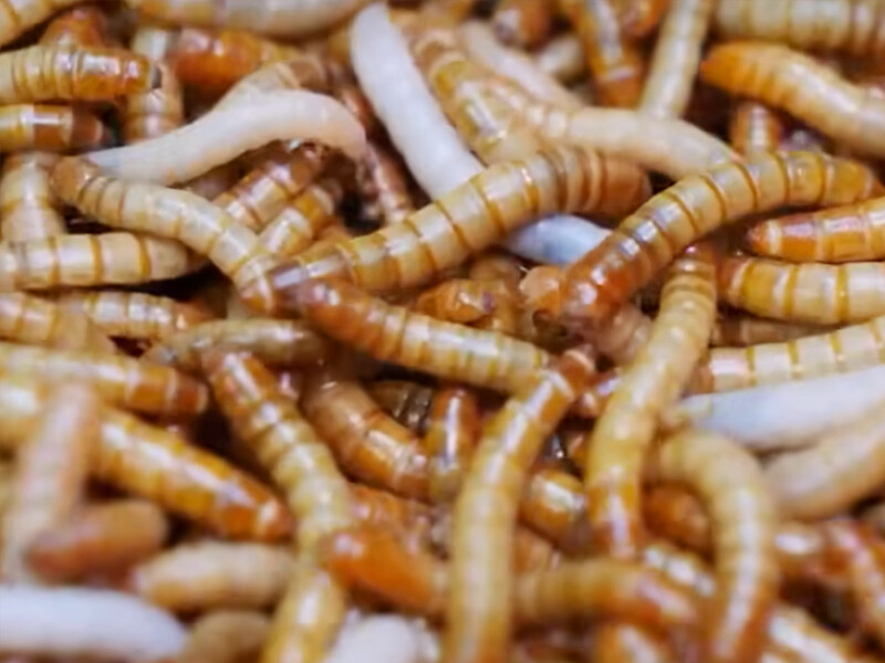 Yellow Mealworm Exuviae