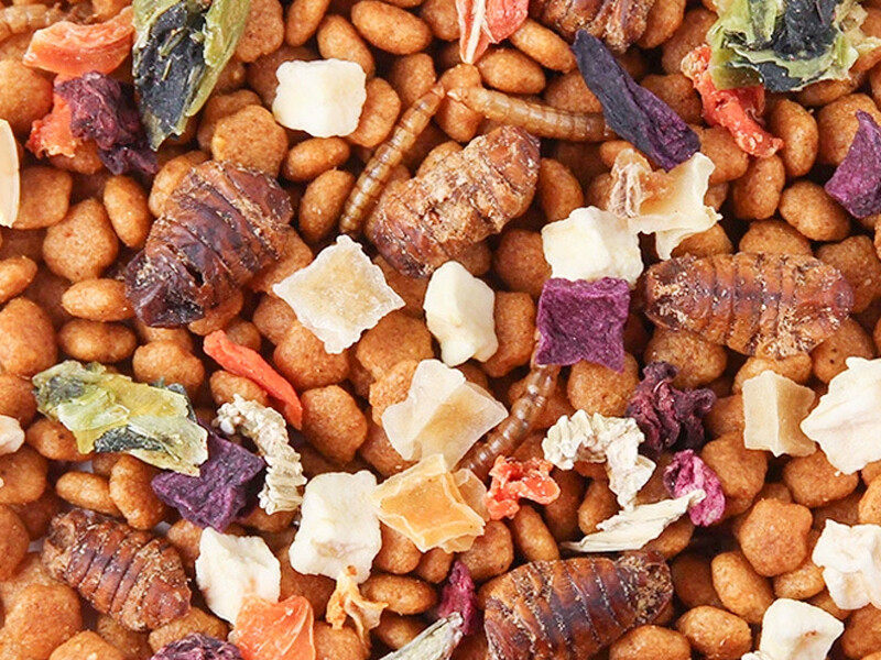 pet treat