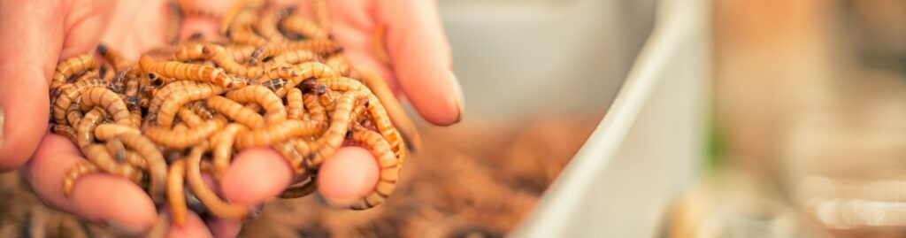 Mealworm Protein Powder