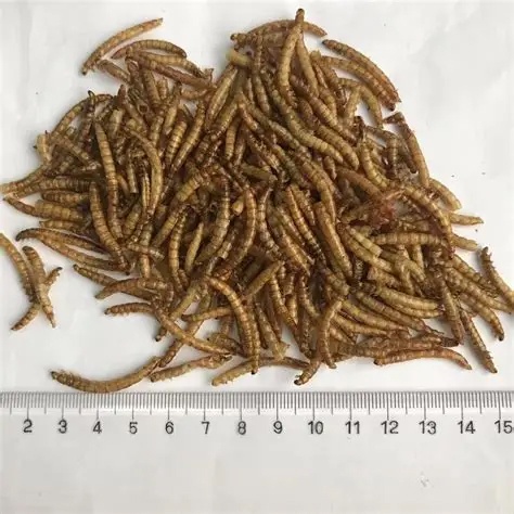 Can dried mealworm packaging be customized to meet different feed industry needs?