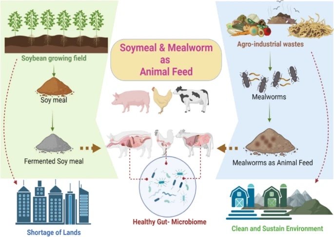 mealworm vs soymeal animal feed system sustainable protein source livestock feed microbiome and environmental impact illustration.webp