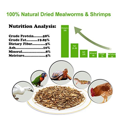 How do dried mealworms perform in fish nutrition compared with traditional feed proteins?