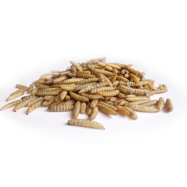 Microwave Dried Black Soldier Fly Larvae