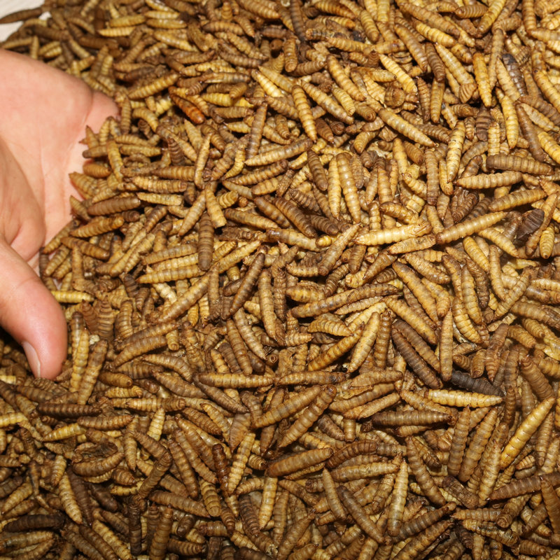 Black Soldier Fly Larvae for Feed Black Soldier Fly Larvae for Feed