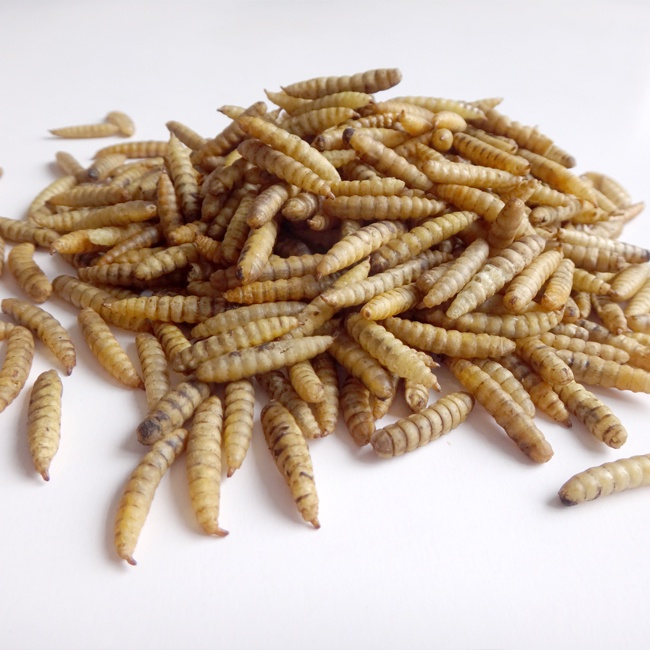 BSF Larvae Bulk BSF Larvae Bulk
