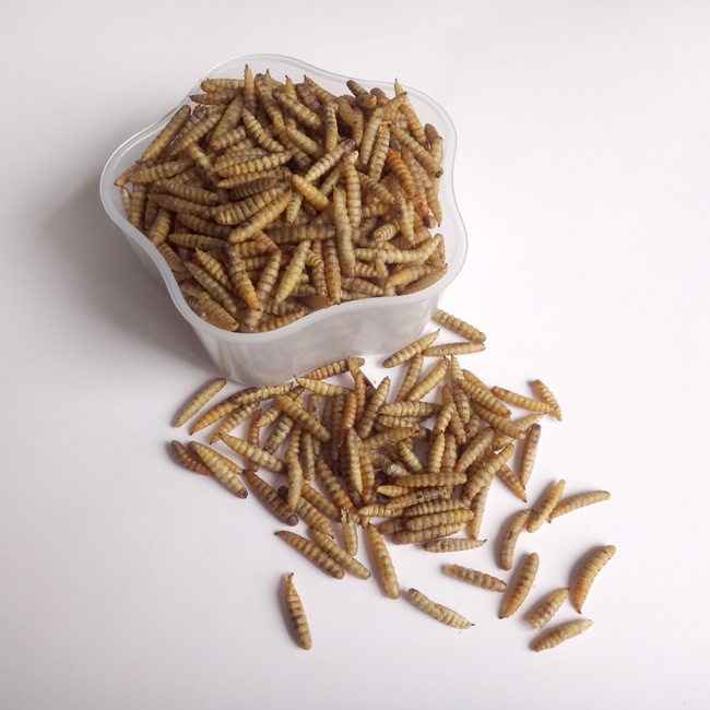 Microwave Dried Black Soldier Fly Larvae