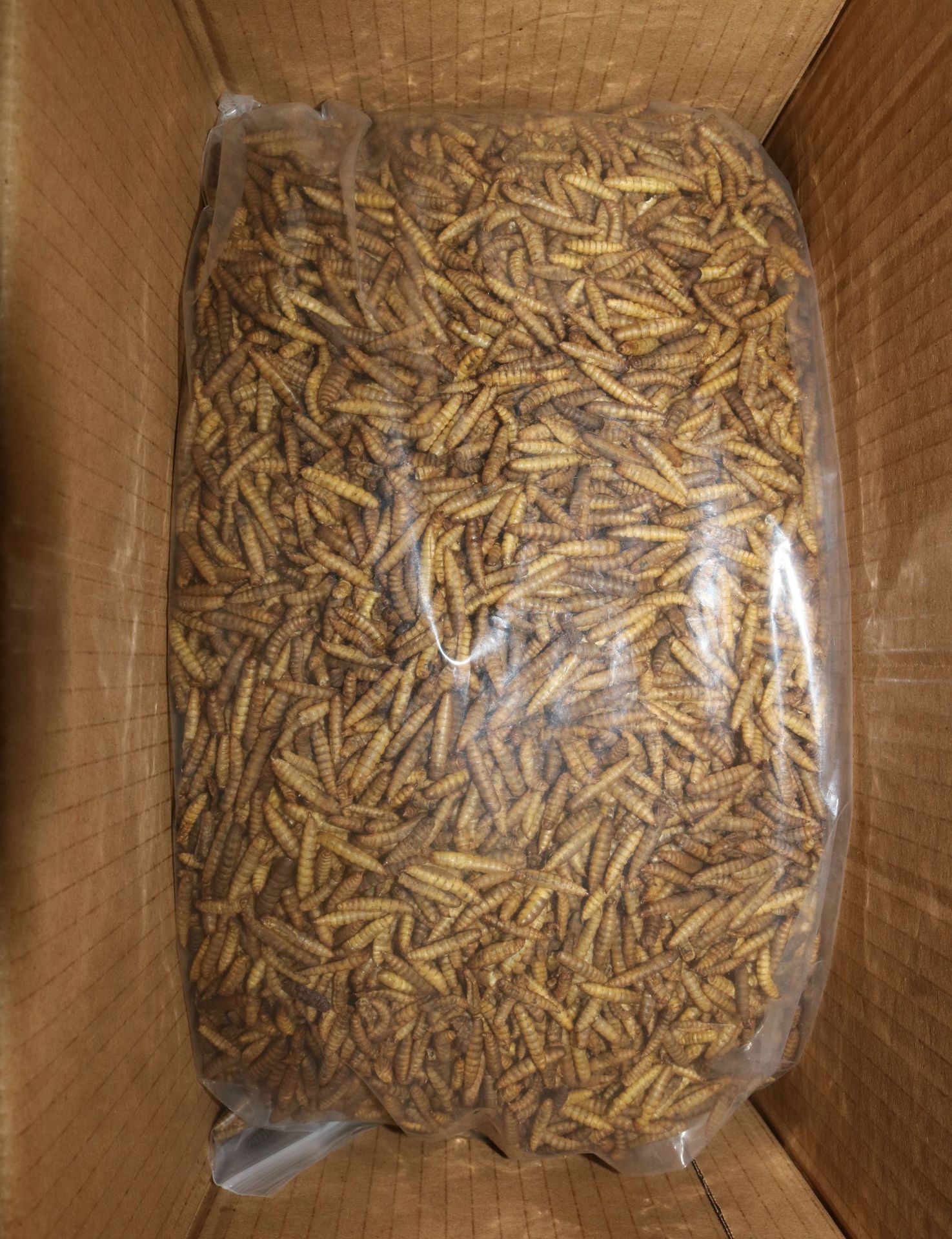 Organic BSF Larvae Feed Organic BSF Larvae Feed