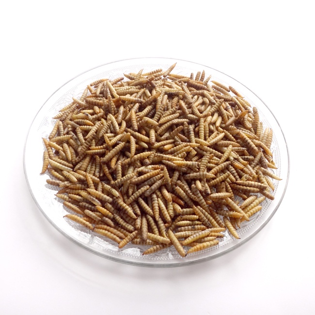 BSF Larvae Bulk