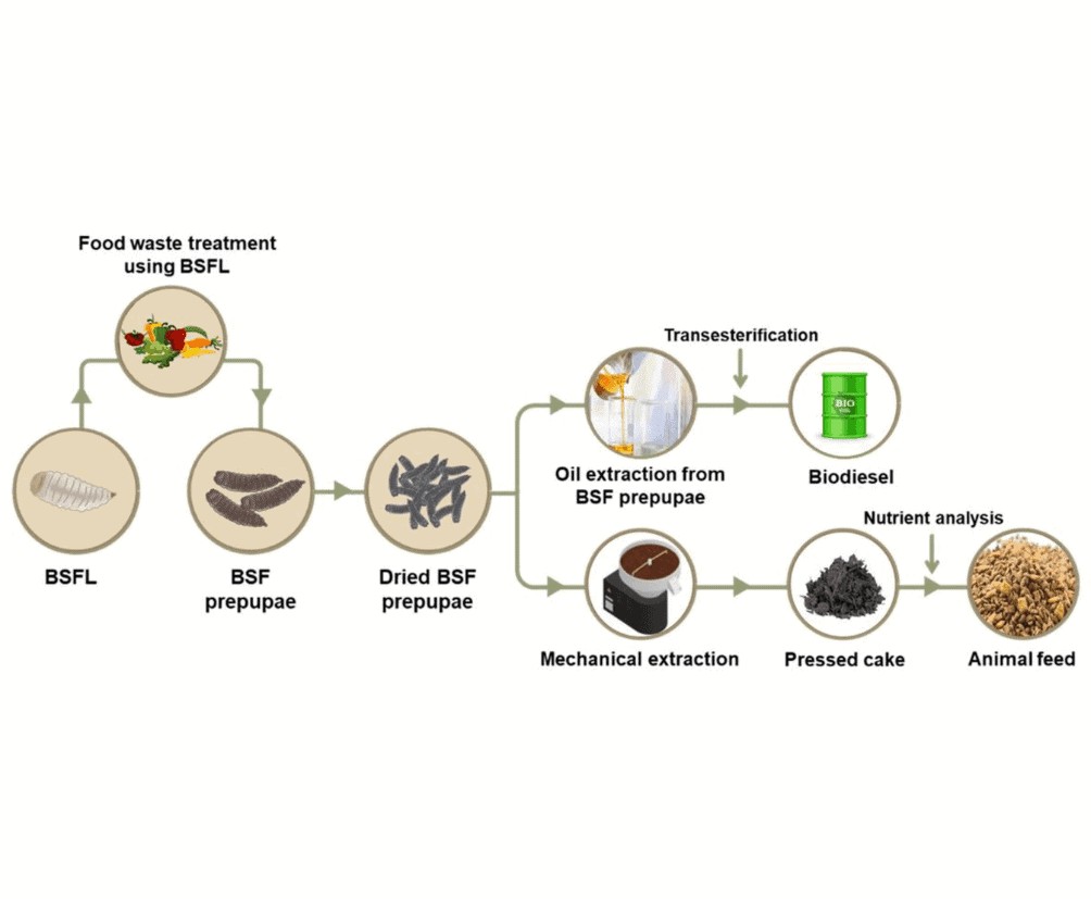 Black Soldier Fly Larvae: The Ultimate Sustainable Protein Source for Feed & Pet Food