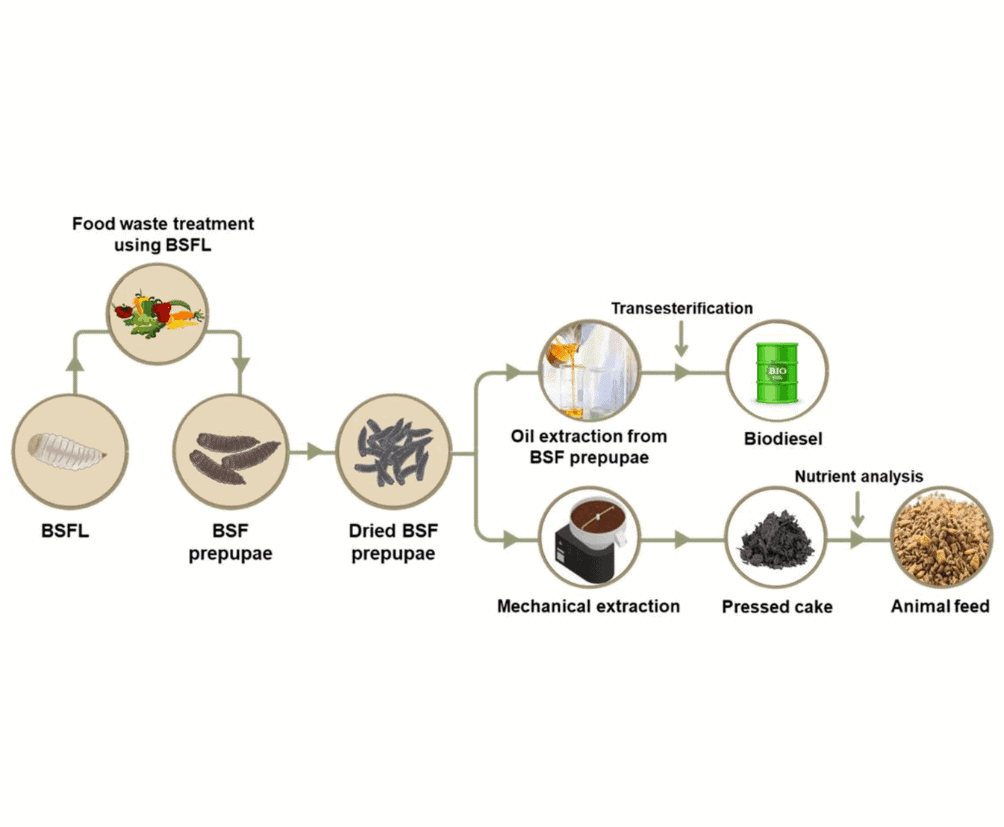 Black Soldier Fly Larvae (BSFL) circular economy process food waste recycling to biodiesel and animal feed
