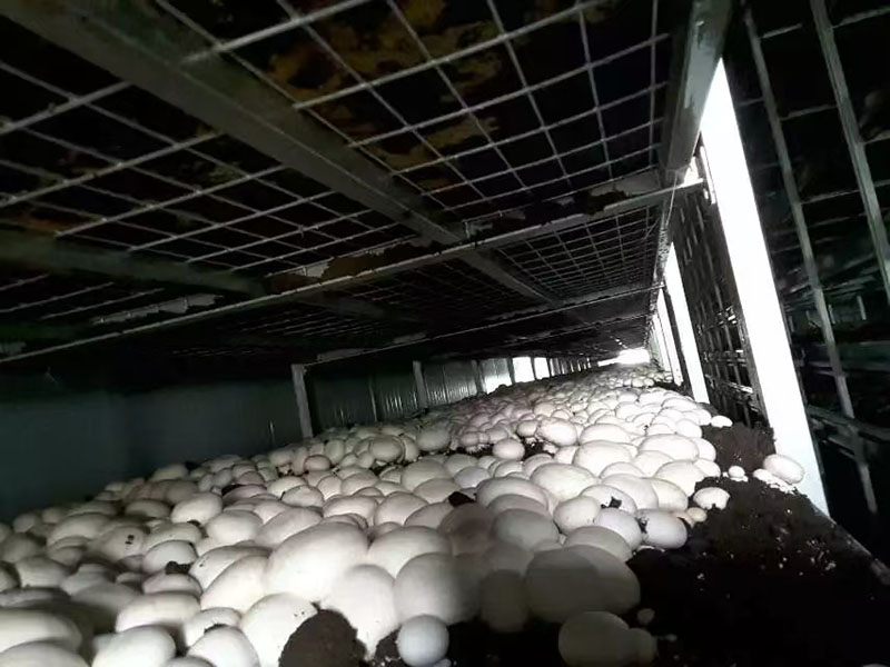 蘑菇温室