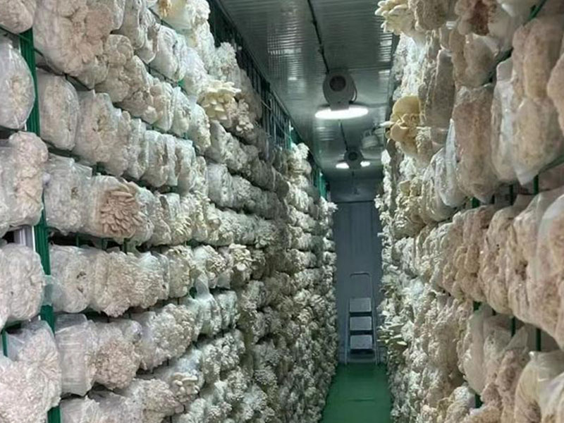 蘑菇温室