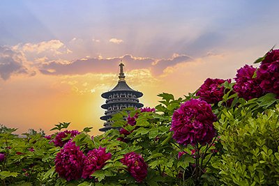 Luoyang Essence One-Day Tour (customized tour, peony viewing in April) Luoyang Essence One-Day Tour (customized tour, peony viewing in April)