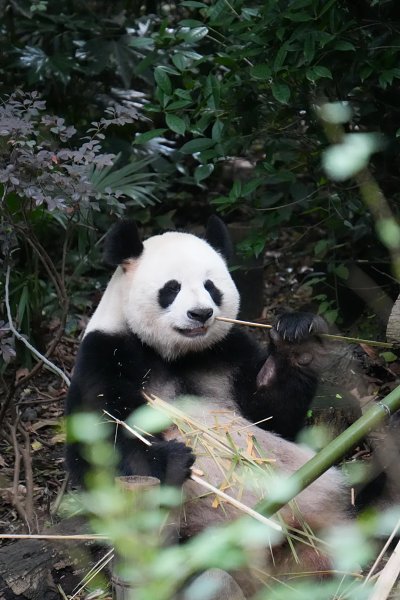 Go Wild for Spicy Flavors--Mount Emei Leshan Chengdu City Small Private Group Tour Go Wild for Spicy Flavors--Mount Emei Leshan Chengdu City Small Private Group Tour