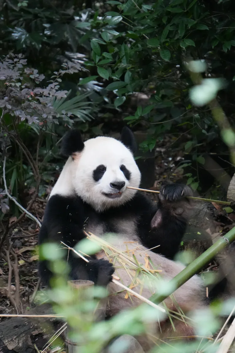 Go Wild for Spicy Flavors--Mount Emei Leshan Chengdu City Small Private Group Tour Go Wild for Spicy Flavors--Mount Emei Leshan Chengdu City Small Private Group Tour