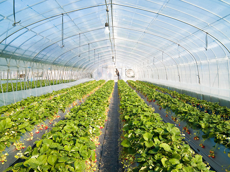 Single-span Film Greenhouse