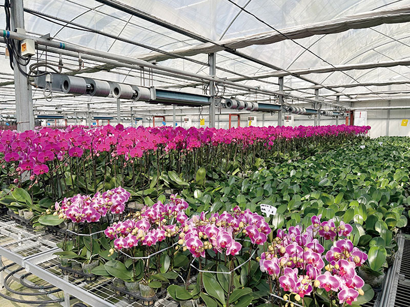 Flower growing systems