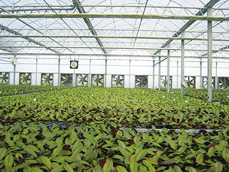 Multi-span Film Greenhouse