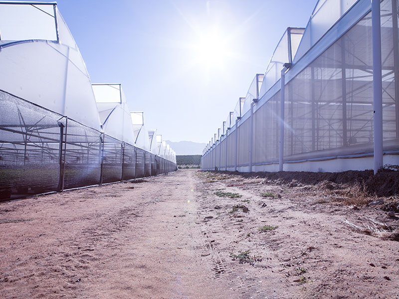 Serrated greenhouse