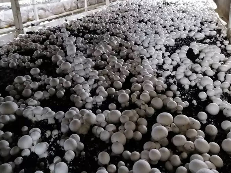 Mushroom greenhouse