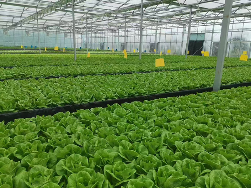 Hydroponic Leafy Vegetable Greenhouse