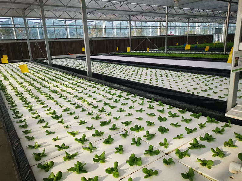 Hydroponic Leafy Vegetable Greenhouse