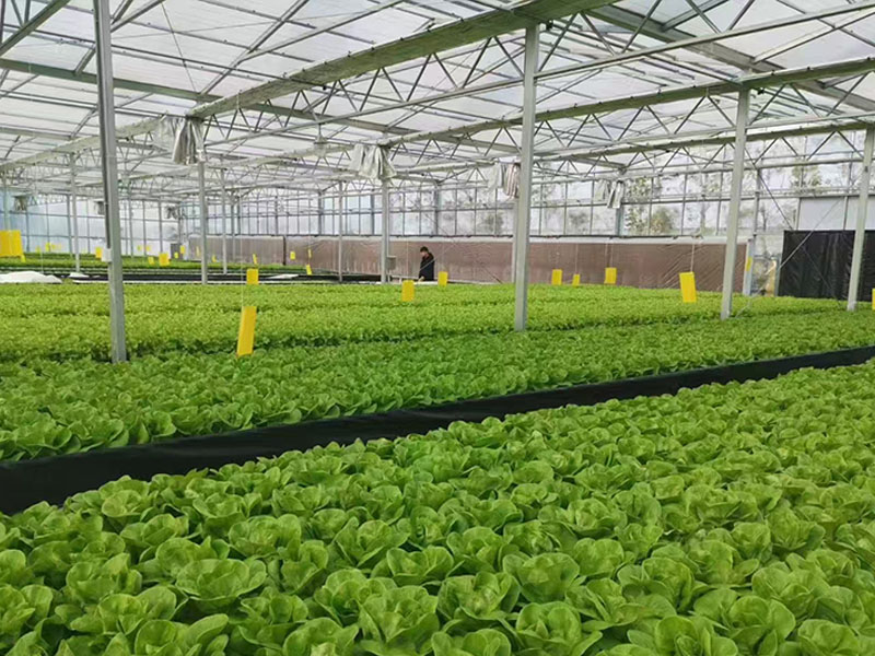 Hydroponic Leafy Vegetable Greenhouse