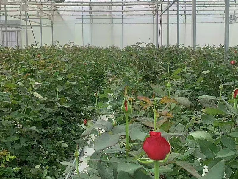 Yunnan Rose Greenhouse