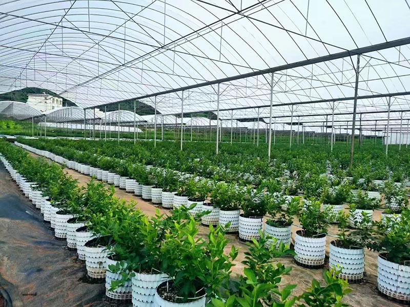 Yunnan Blueberry Greenhouse
