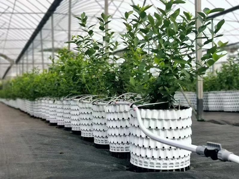 Yunnan Blueberry Greenhouse