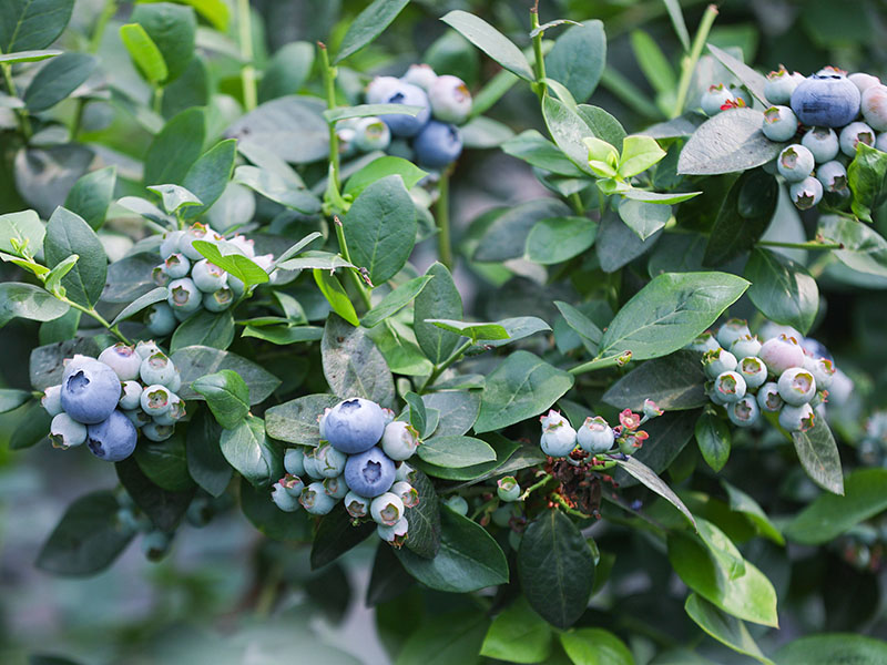 Yunnan Blueberry Greenhouse