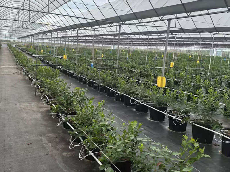 Yunnan Blueberry Greenhouse