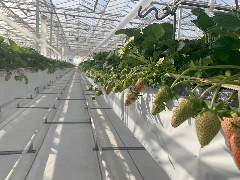 Yunnan Strawberry Greenhouse