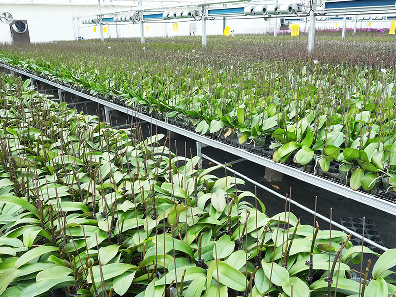 Xinhe Orchid Valley Phalaenopsis Base