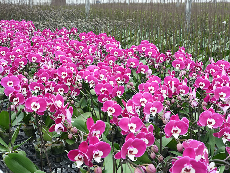 Xinhe Orchid Valley Phalaenopsis Base
