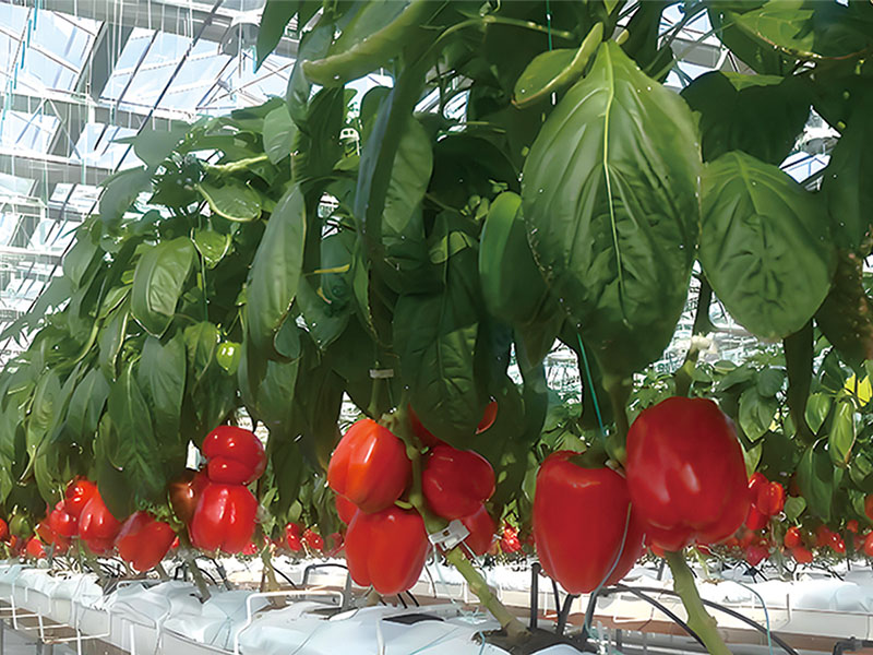 Системы возделывания Solanaceae