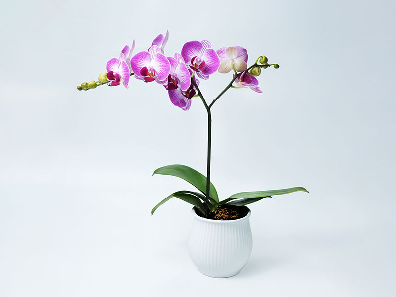 База фаленопсиса Xinhe Orchid Valley