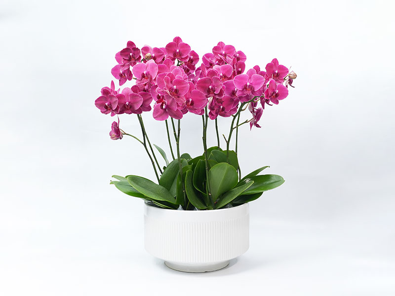База фаленопсиса Xinhe Orchid Valley