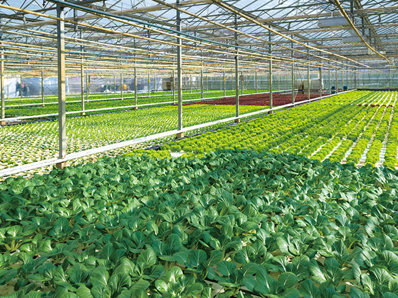 Système de culture hydroponique de légumes-feuilles